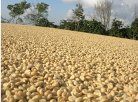 Coffee Bean Exporter Bangkok Thailand- Cabana Coffee (2) - Import/Export