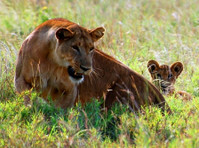 Worthwhile Africa Safaris ltd (7) - Reisebüros