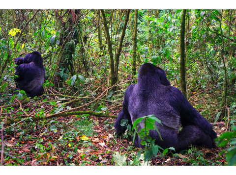 Gorilla Holidays - Kävely, vaellus ja kiipeily