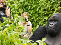 Gorilla Holidays (1) - Одење, планинарење и искачување