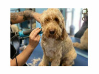 The Paw Pad Dog Grooming Academy (3) - Servicii Animale de Companie