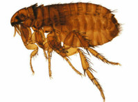 Envi Pest Control (7) - Διαχείριση Ακινήτων