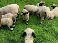 Valais Blacknose Sheep Cheshire (1) - Pet services
