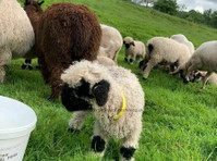 Valais Blacknose Sheep Cheshire (2) - Pet services