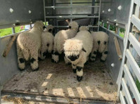 Valais Blacknose Sheep Cheshire (3) - Pet services