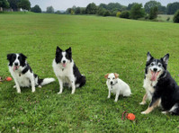 Lesley Thompson Dog Behaviour and Training Specialist (1) - Opieka nad zwierzętami