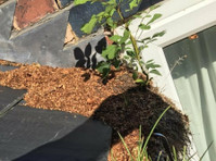 Wrexham Weed Control (1) - باغبانی اور لینڈ سکیپنگ
