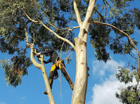 Arborcare Tree Surgery (1) - Jardiniers & Paysagistes