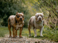 Tribe Bully Kennels (2) - Услуги за миленичиња