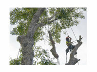 All Aspect Trees Ltd (2) - Jardineros