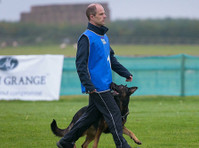 Vislor Dog Training - West Bromwich (3) - Tierdienste
