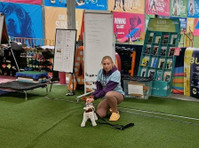 Pawsitivity Rocks - Dog Training (1) - Pet services