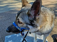 Pawsitivity Rocks - Dog Training (2) - Serviços de mascotas