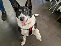 Pawsitivity Rocks - Dog Training (3) - Serviços de mascotas
