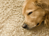 Zack’s Carpet Cleaning in Golders Green (1) - Usługi porządkowe