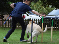 Cadelac dog training (1) - Υπηρεσίες για κατοικίδια