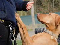 Pack Buddies Doggy Daycare Southampton (1) - Tierdienste
