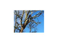 Surrey Tree Services (2) - Градинари и уредување на земјиште