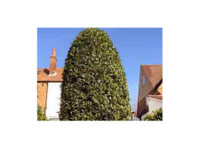 Surrey Tree Services (5) - Jardineros