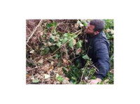 Surrey Tree Services (6) - باغبانی اور لینڈ سکیپنگ