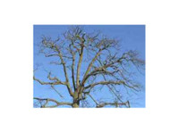 Surrey Tree Services (8) - باغبانی اور لینڈ سکیپنگ