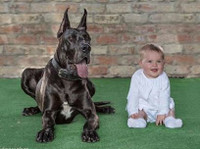 Protection Dogs Worldwide (2) - Dzīvnieku pakalpojumi