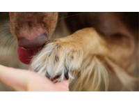 Royal Paws London - Dog Walking Services (3) - Dzīvnieku pakalpojumi