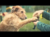 Birch Hill Dog Rescue (6) - Pet services