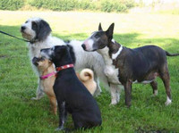 Birch Hill Dog Rescue (8) - Pet services
