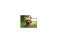 Golden Puppies by Puppies in Louisiana - Opieka nad zwierzętami