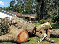 Stump removal Galesburg (1) - Садовники и Дизайнеры Ландшафта