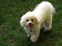Aunt Darlene's Pet Sitting & Dog Walking Service, LLC (1) - Lemmikkieläinpalvelut