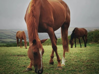 Pastures of Long Grove, Service (3) - Коњи и јавањето