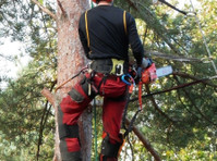 Pro Tree Service of Savannah (3) - Jardineros