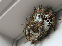 The Bug Guy (8) - Mājai un dārzam