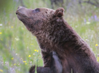 Yellowstone Tours From Jackson Hole (4) - Travel Agencies