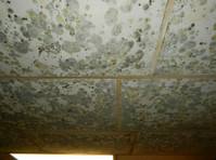 Mold Solutions & Inspections (3) - Building & Renovation