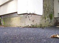 Pest Specialist LLC (2) - Serviços de Casa e Jardim