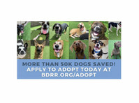 Big Dog Ranch Rescue (1) - Услуги за миленичиња