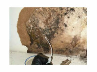 Engage Mold Solutions of Florida (2) - Home & Garden Services
