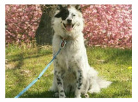 The Cooperative Dog (2) - Servicios para mascotas