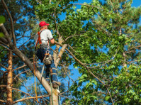 Kansas City Tree Trimming & Removal Service (1) - Home & Garden Services