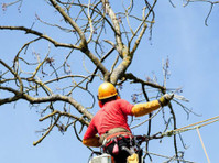 Kansas City Tree Trimming & Removal Service (4) - Home & Garden Services