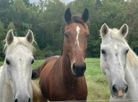 Good Hope Equestrian & Regenerative Farm (4) - Деца и семейства