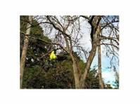 Major Tree Service (1) - Tuinierders & Hoveniers
