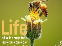 Lal Honey (2) - Organic food