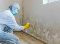 Filming Capital Mold Removal Experts (1) - Home & Garden Services