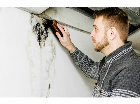 Frampton Place Mold Removal Experts - Home & Garden Services
