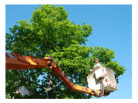 Urban Tree Removal Co (3) - Usługi w obrębie domu i ogrodu