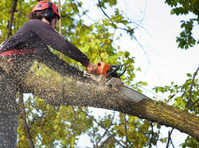 Heart Of The Valley Tree Services (3) - Home & Garden Services